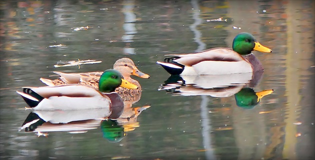 flotila ... kačky divé ...