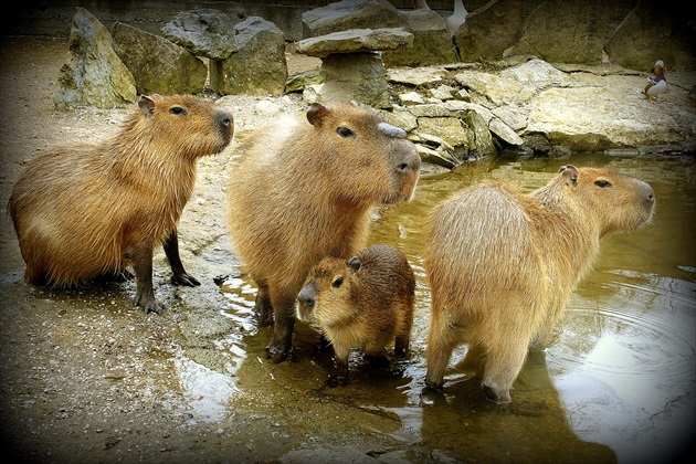 kapybary močiarné na svojej pláži  ...