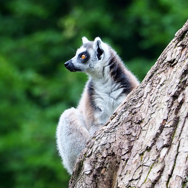 a lemura niečo zaujalo ...