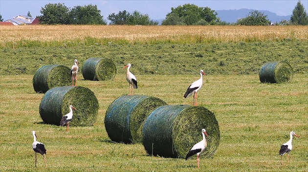 a bociany pole strážia zadarmo ...