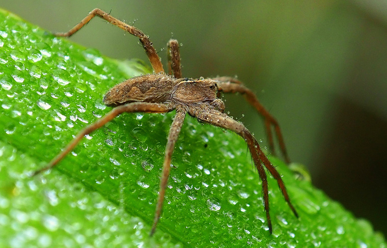 a kvapky vody aj na maličkom pavúčikovi ... makro ...