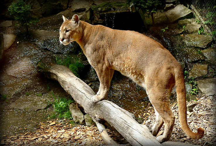 a puma potom odišla ...