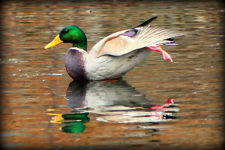 a to je káčer divý ako baleťák ...