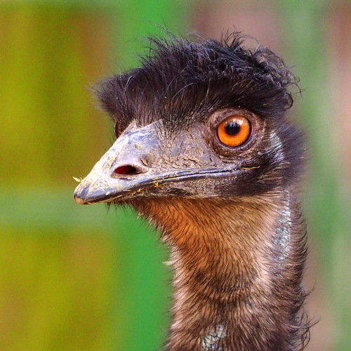 a emu hnedý sa práve vrátil od kaderníka ...