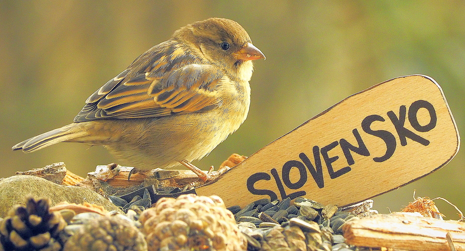 aj ja idem voliť aby sa na Slovensku už dalo slušne žiť ...