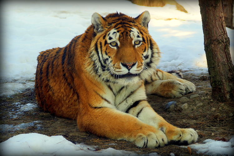 a tiger sa na mňa len tak pozeral ...