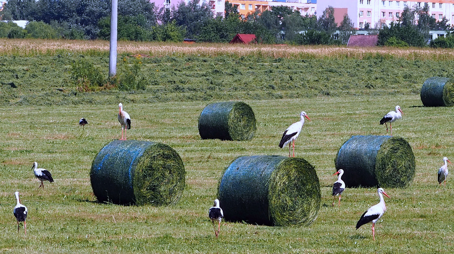 a prileteli na dohodnutú brigádu ...