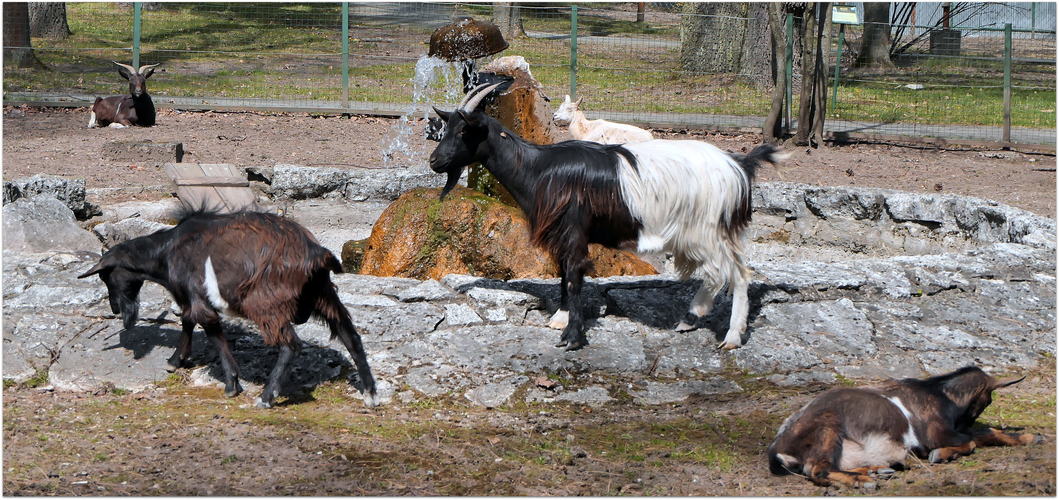 a v našej ZOO máme aj kozičky ...