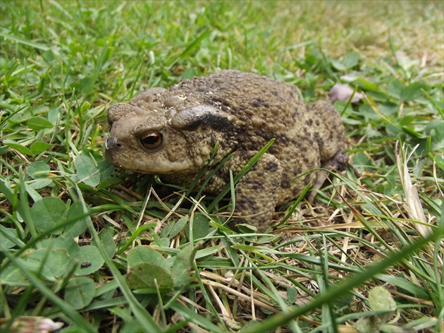 Som žaba alebo zakliata princezná či princ?