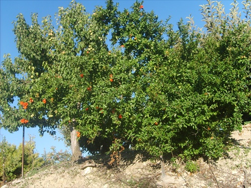 pomarancovnik na cypre