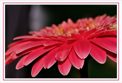 Gerbera