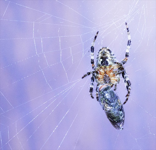 spider