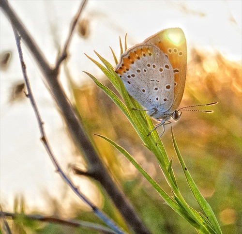 motyl