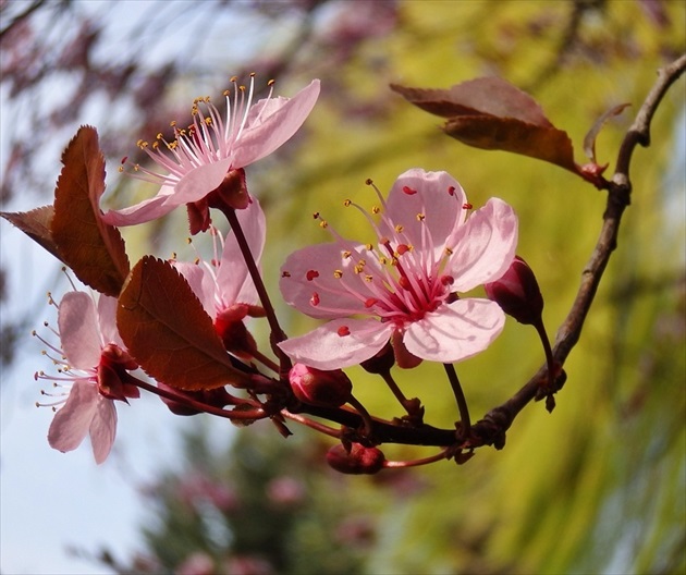 už kvitne sakura