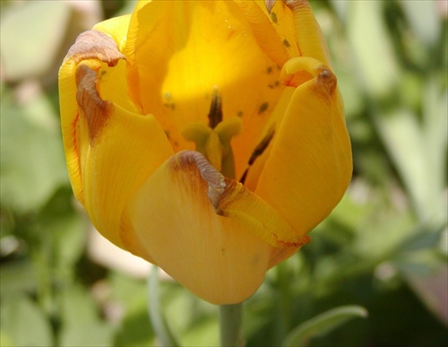 tulipan