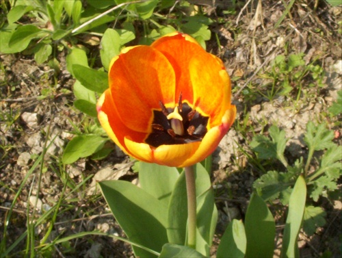 tulipan