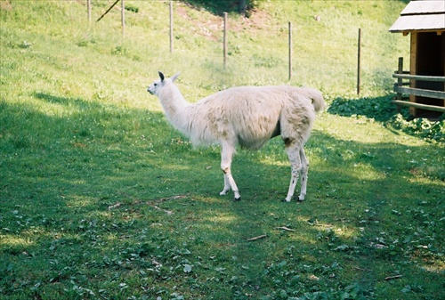 lama