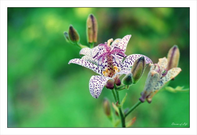 Tricyrtis hirta