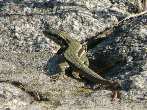 lacerta muralis