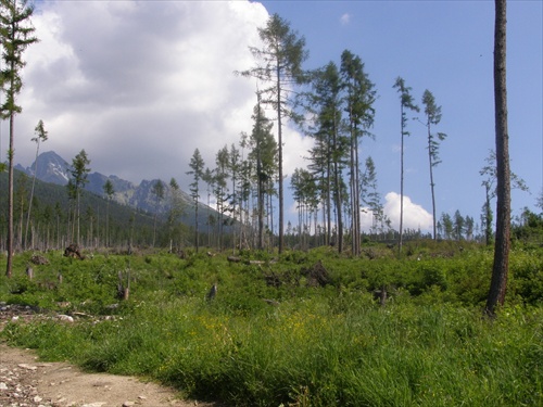 Vysoké Tatry