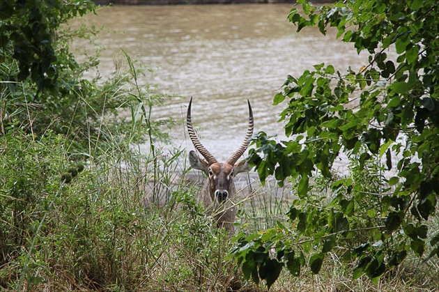 Waterbuck