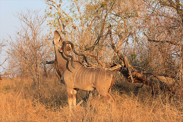 Kudu