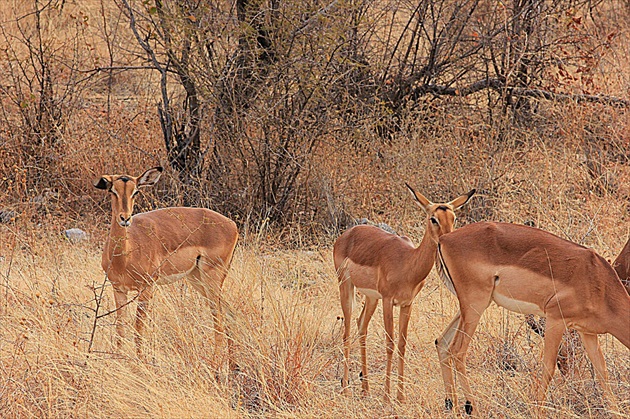 Aepyceros melampus