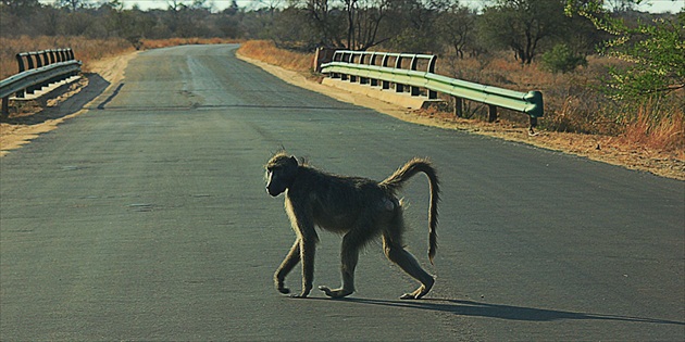 Baboon