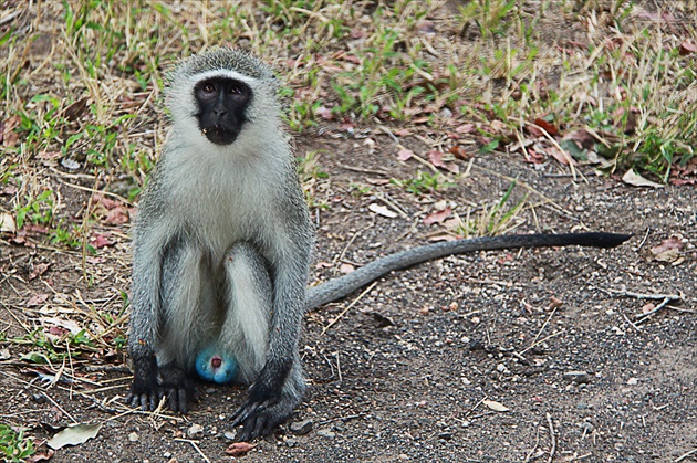 Vervet monkey (Chlorocebus pygerythrus)