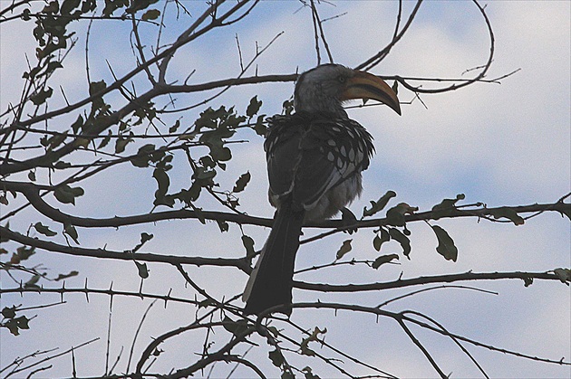 African Hornbill