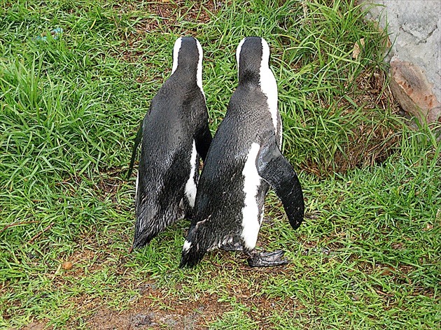 Penguins