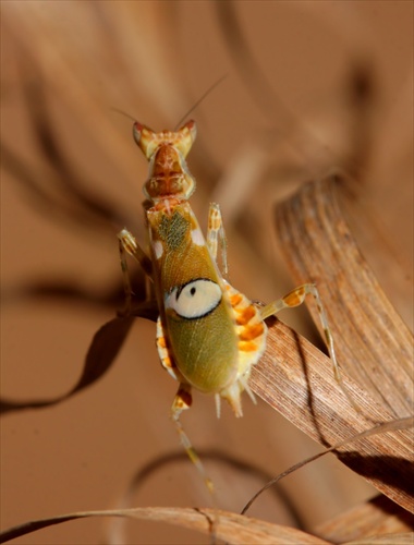 Creobroter gemmatus