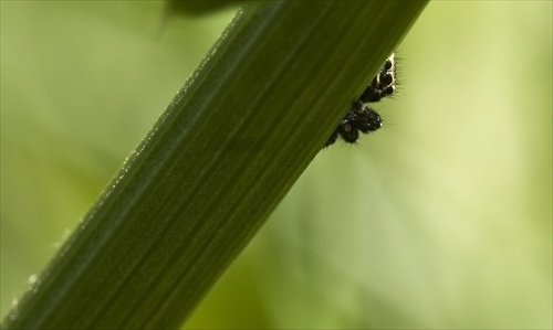 Evarcha arcuata