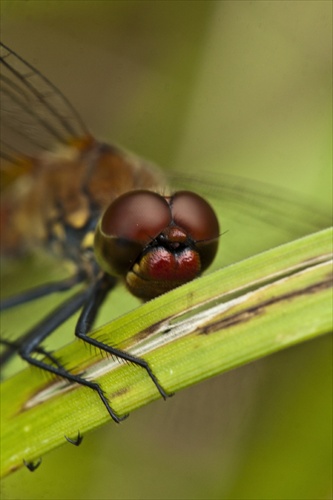 Crocothemis erythraea