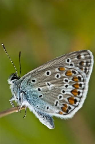 Polyommatus icarus