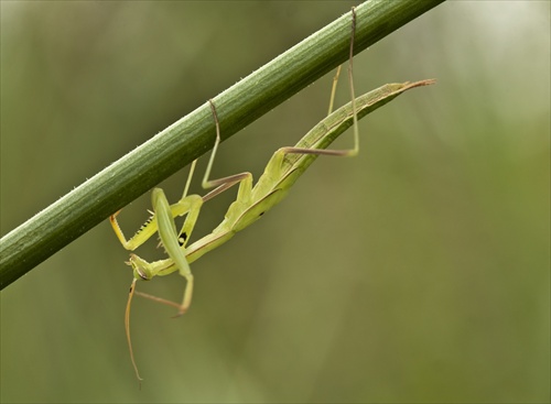 Mantis religiosa