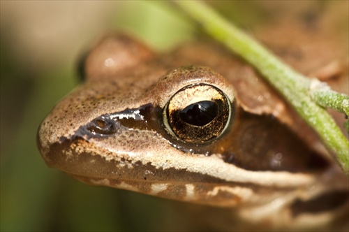 Rana temporaria