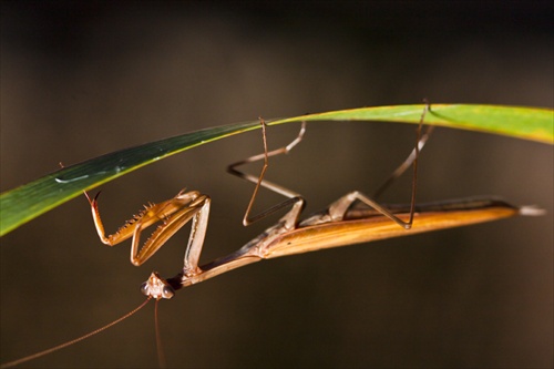 Mantis religiosa