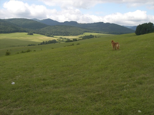 lúka