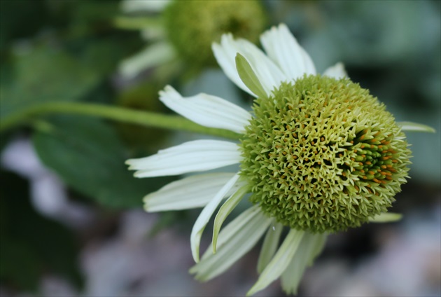 Echinacea