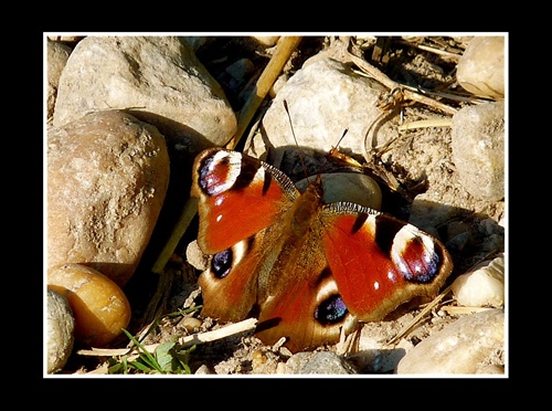 Motyl