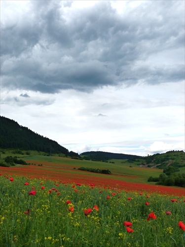 Polia nad Liskovou