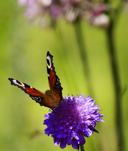 Motyl