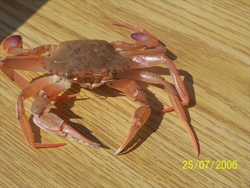 krab