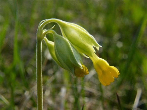 Primula veris