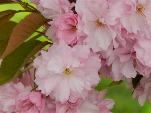 sakura