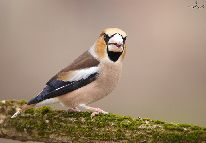 Glezg hrubozobý- samica (Coccothraustes coccothraustes)