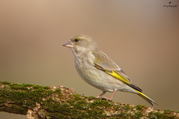 Stehlík zelený- samica (Chloris chloris)