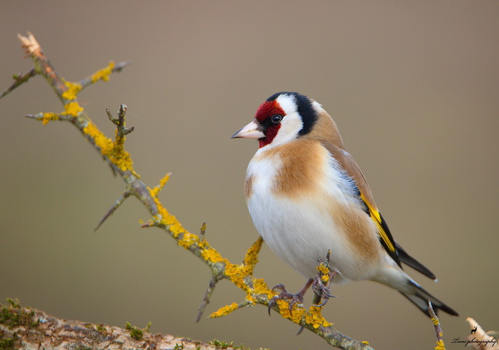 Stehlík pestrý (Carduelis carduelis)