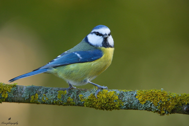 Sýkorka belasá (Parus caeruleus)